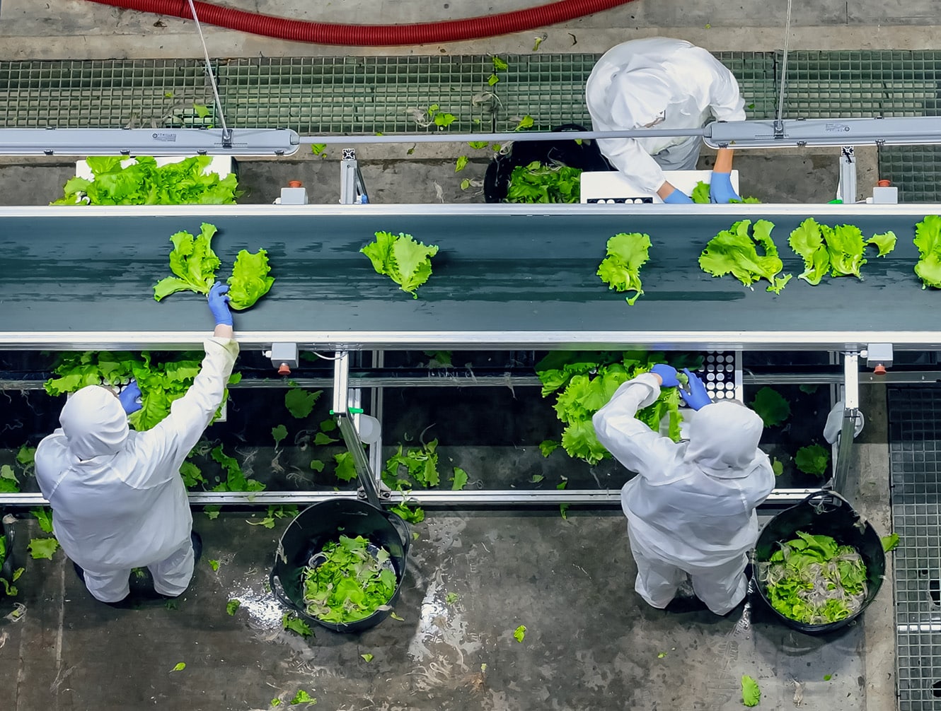 Overhead view of workers in protective clothing sorting and trimming fresh lettuce on a conveyor belt in a hygienic food processing facility.