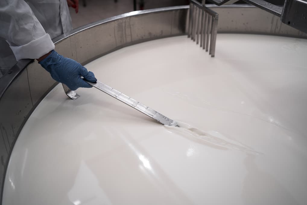 Worker in protective gloves using a metal measuring tool to check consistency or temperature in a large stainless steel vat of milk during dairy processing.